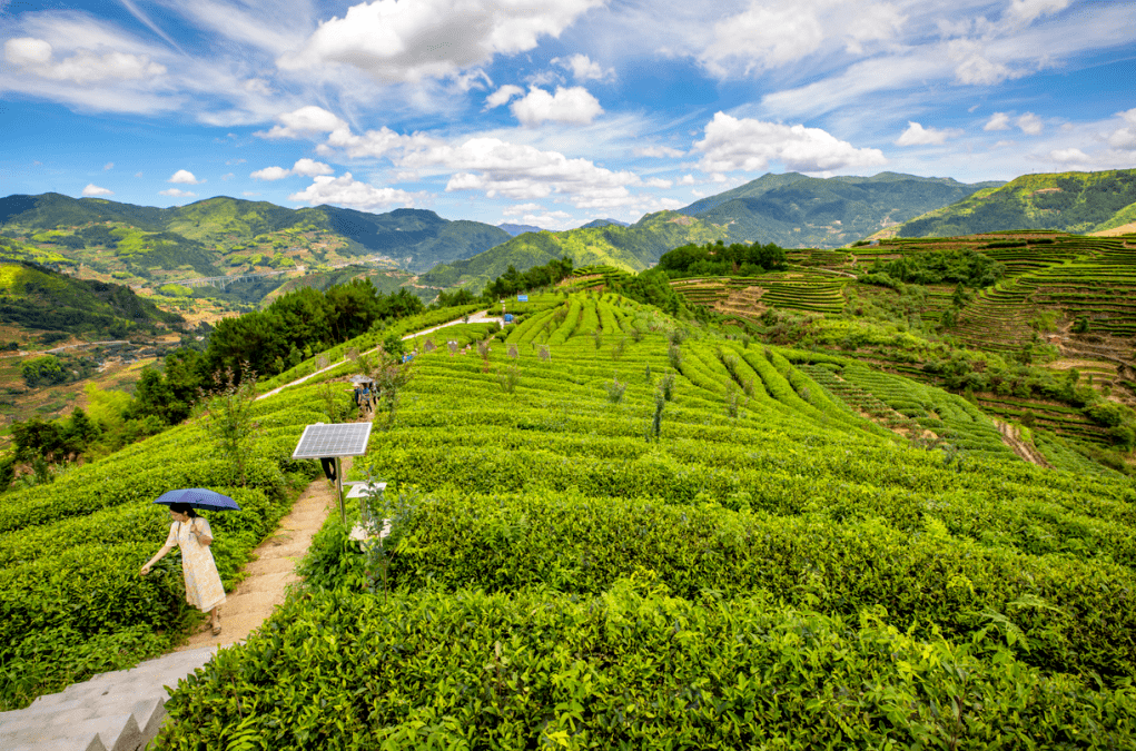 茶山 图 (1).png