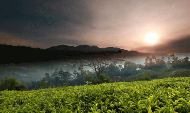 8087540a7094483dbdb993a99ddfc7f5.gif